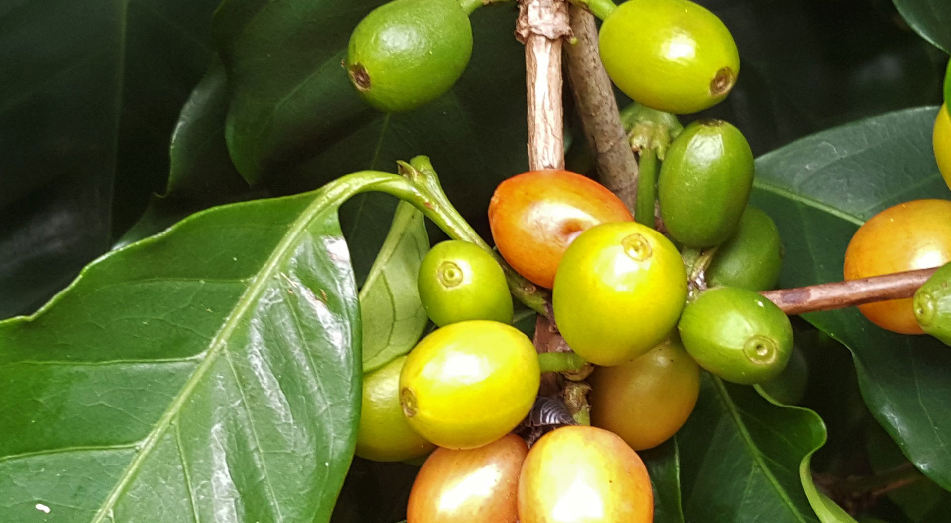 Catuai Coffee