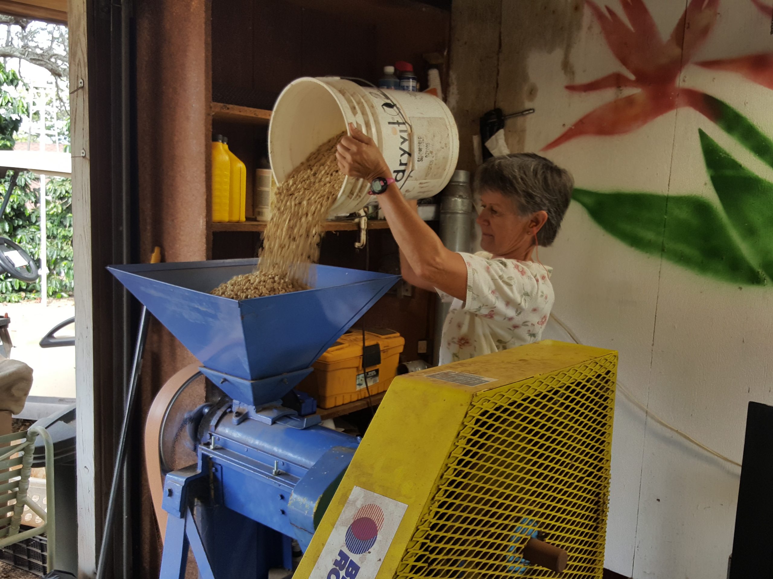 One of the processes in coffee production