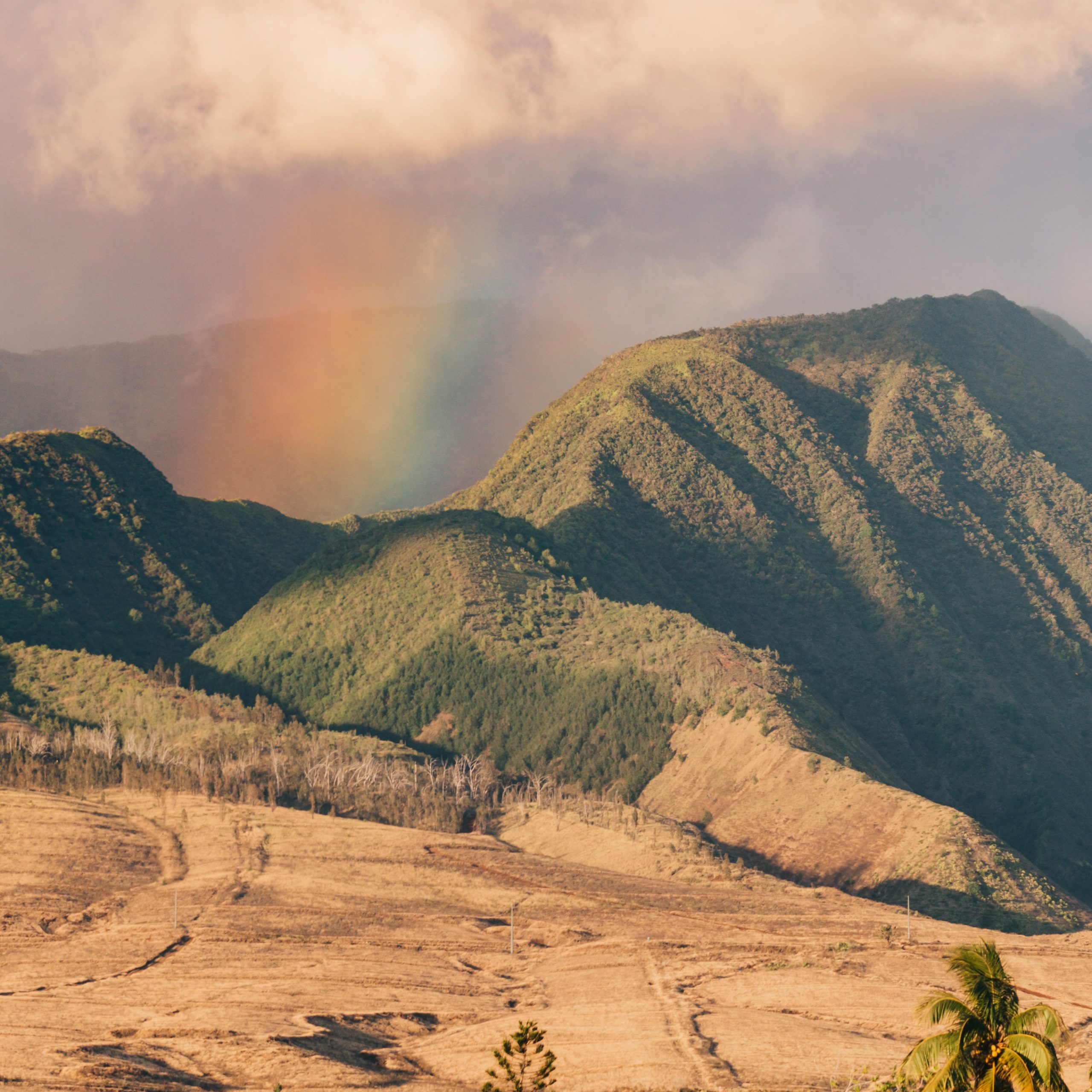 Gratitude for Living on Maui
