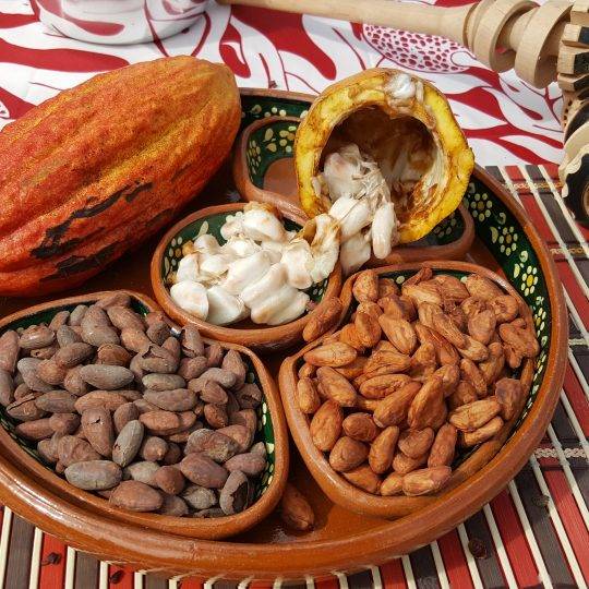 50 Seeds Cacao Chocolate Maui Seeds Theobroma Cacao Chocolate Seeds Seeds for Planting Hawaii Fruit Fruit Seeds Hawaii Fruit