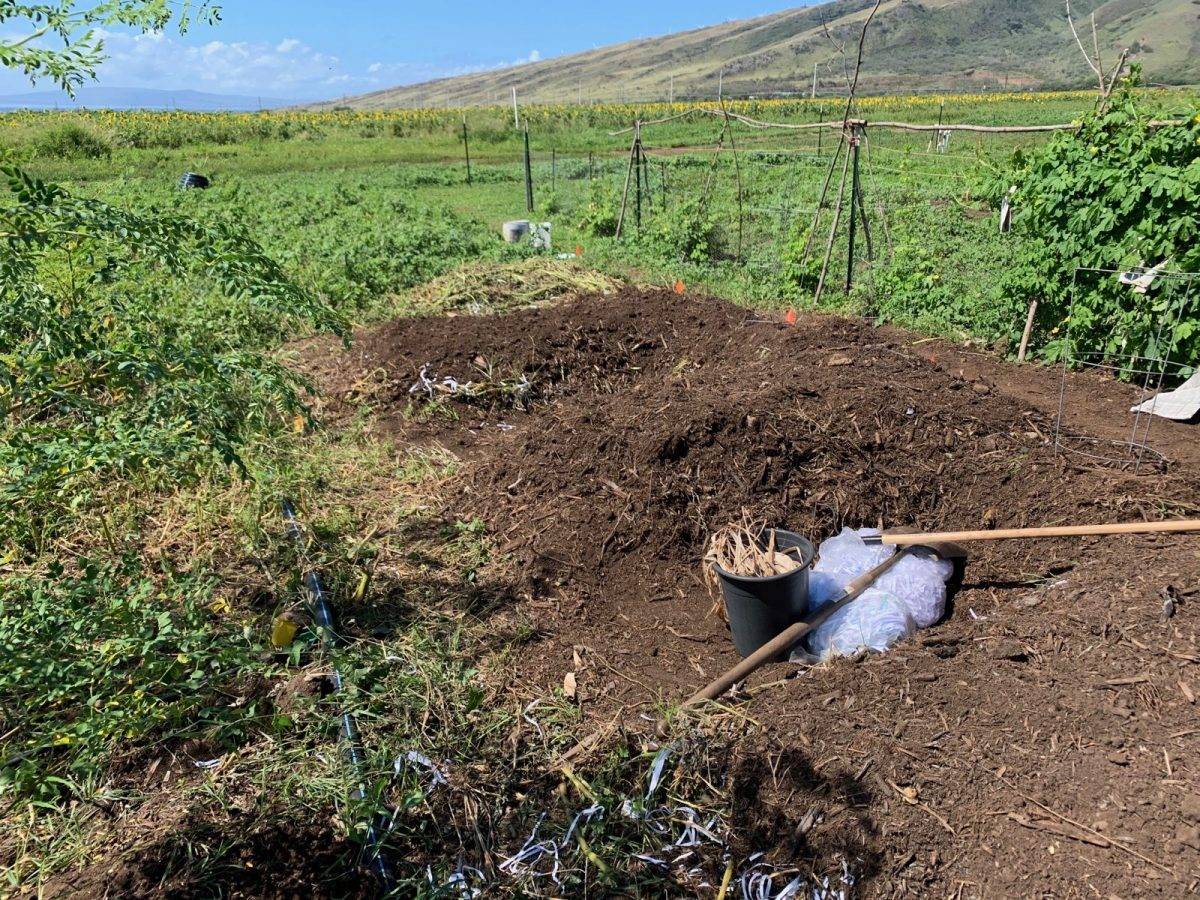 Maui's newest aspiring farmer