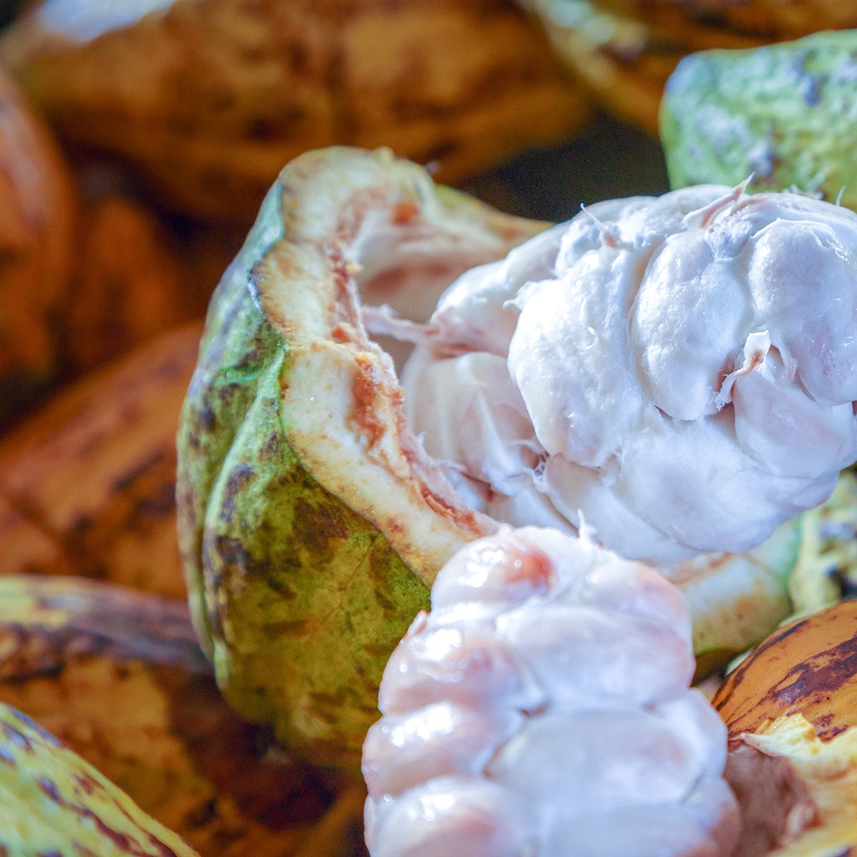 imgi_2_cacao-pods-1
