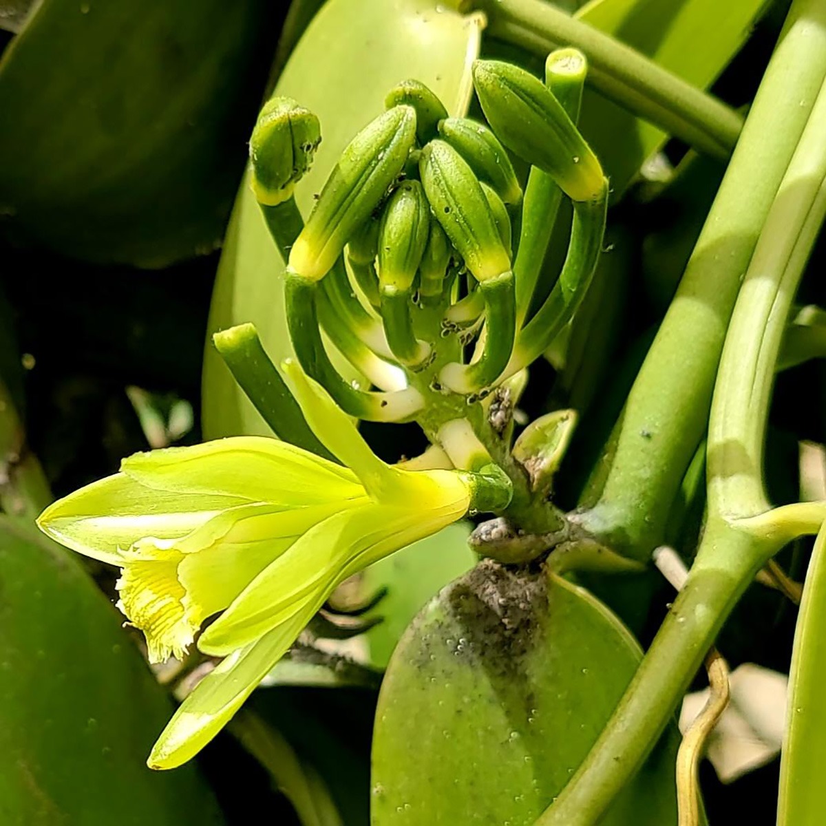 Growing Vanilla In Hawaii | Maui Chocolate And Coffee Tours