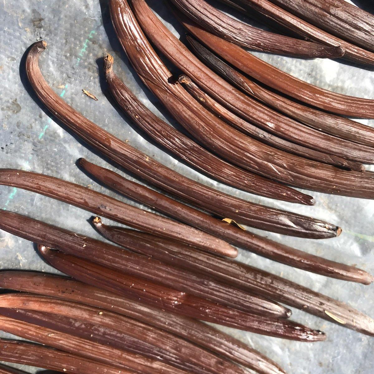 imgi_2_vanilla-in-hawaii