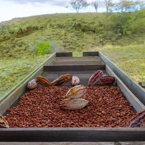 Cacao pods and beans on a wooden tray with a hilly landscape in the background.