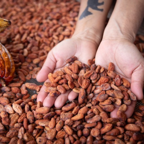Hands holding cocoa beans over a pile, with a cocoa pod nearby.