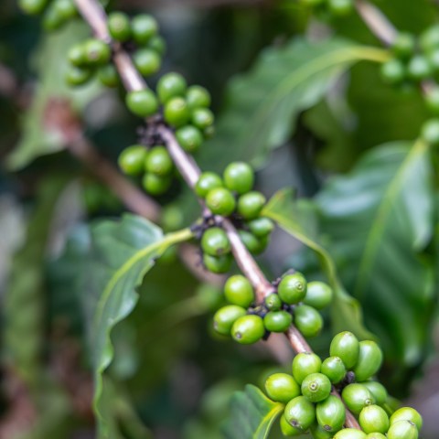 Cluster of unripe green coffee beans on a branch with green leaves.