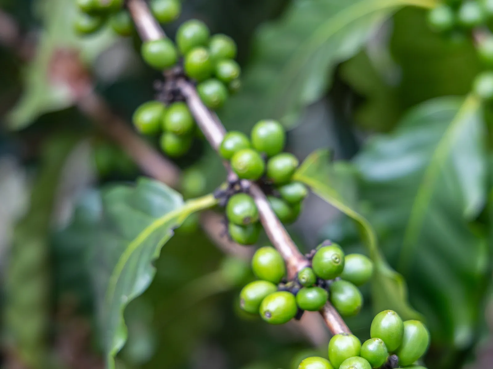 Maui Chocolate Coffee Tours