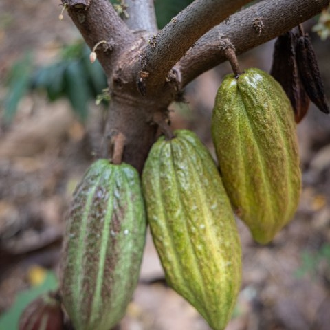Three green cacao pods growing on a tree branch.