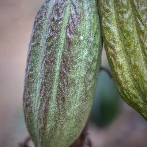 Close-up of two cacao pods on a tree, showing textured green and maroon surfaces.