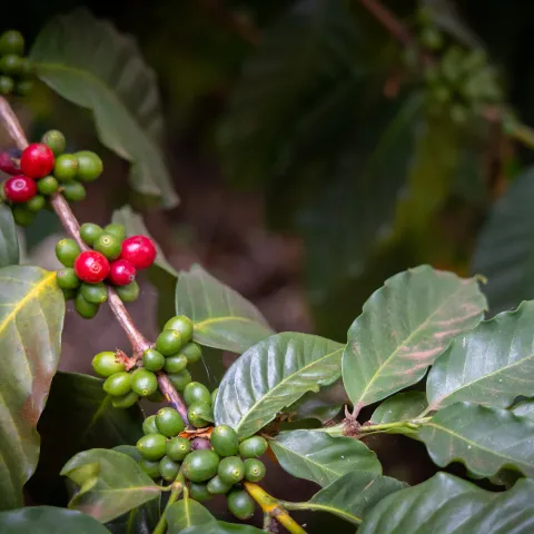 Close-up of coffee plant with red and green berries on a branch.