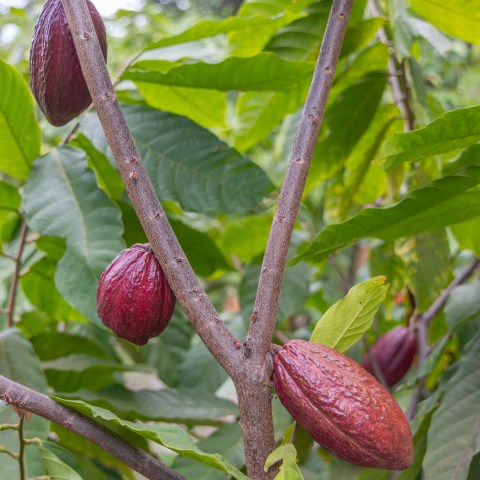 Cocoa pods growing on a tree with green leaves.