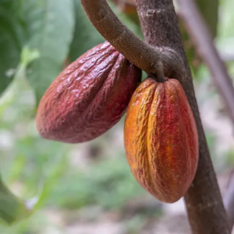 Two ripe cocoa pods hanging from a tree trunk.