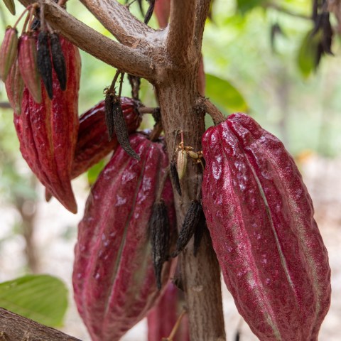 Close-up of red cacao pods hanging from a tree trunk with green leaves.