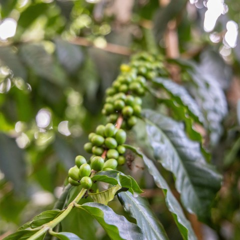 Close-up of green coffee beans growing on a branch with lush green leaves.