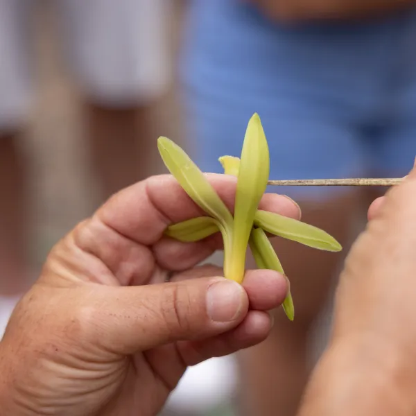 Hands holding a small green flower with a stick in an outdoor setting.