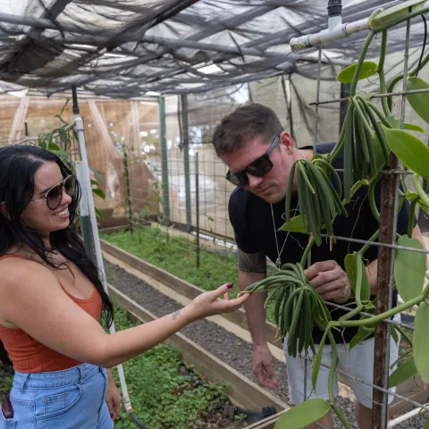 Two people examining vanilla plants in a greenhouse.