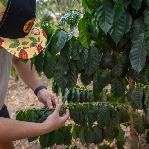 Person in patterned cap inspecting green coffee beans on a plant branch.