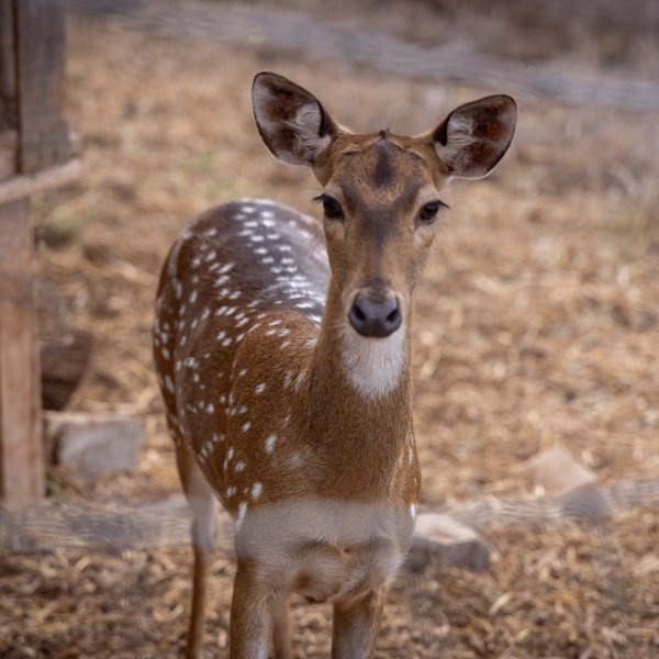 A young deer with spotted coat standing near a wooden fence.