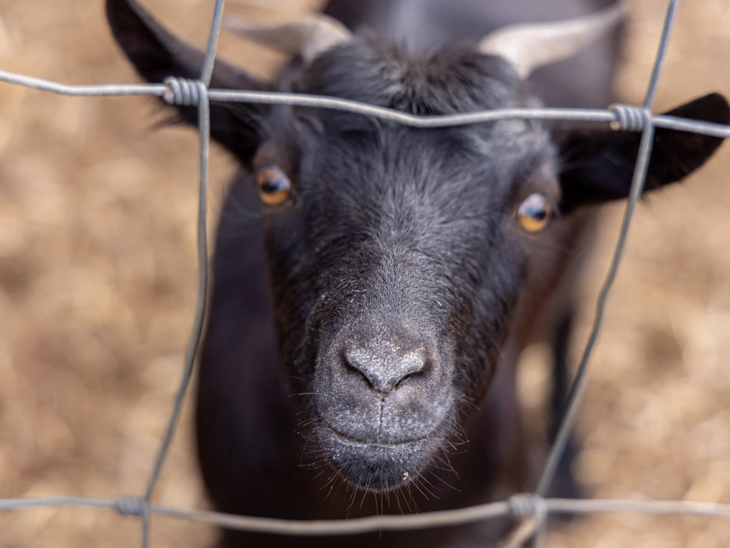 Close-up of a black goat looking through a wire fence.