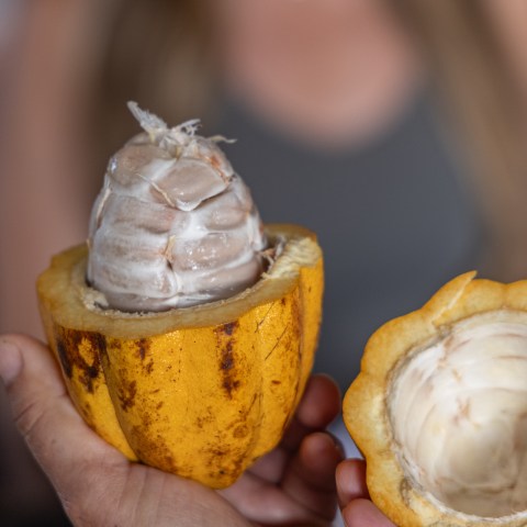 Close-up of a halved cacao pod showing beans inside.