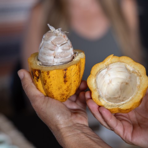 Hands holding open cacao pod showing white seeds inside.