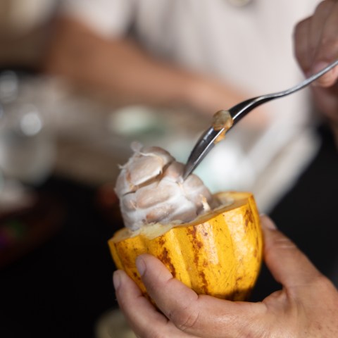 Person holding a cocoa pod with seeds, using a fork to scoop one out.