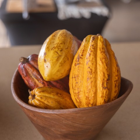 Wooden bowl with yellow and red cacao pods on a table.