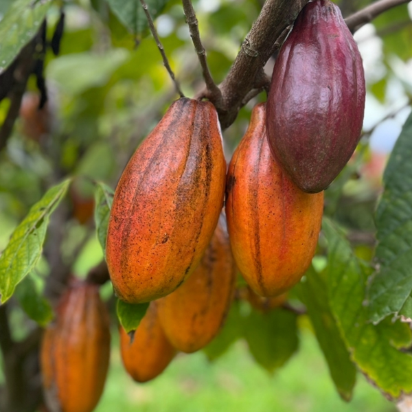 Close-up of cacao pods hanging from a tree branch with green leaves.