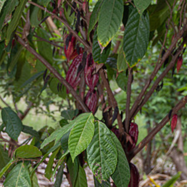 Green tree with large leaves and red pods growing among the branches.
