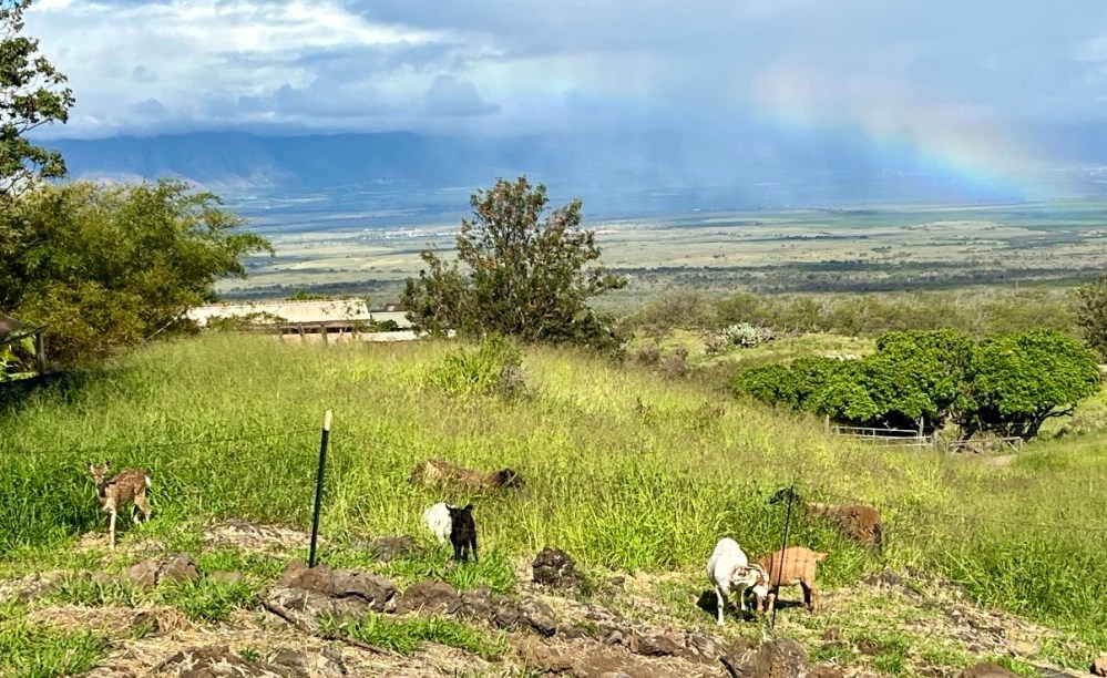 Goats grazing on a grassy hillside with a distant rainbow in the sky.