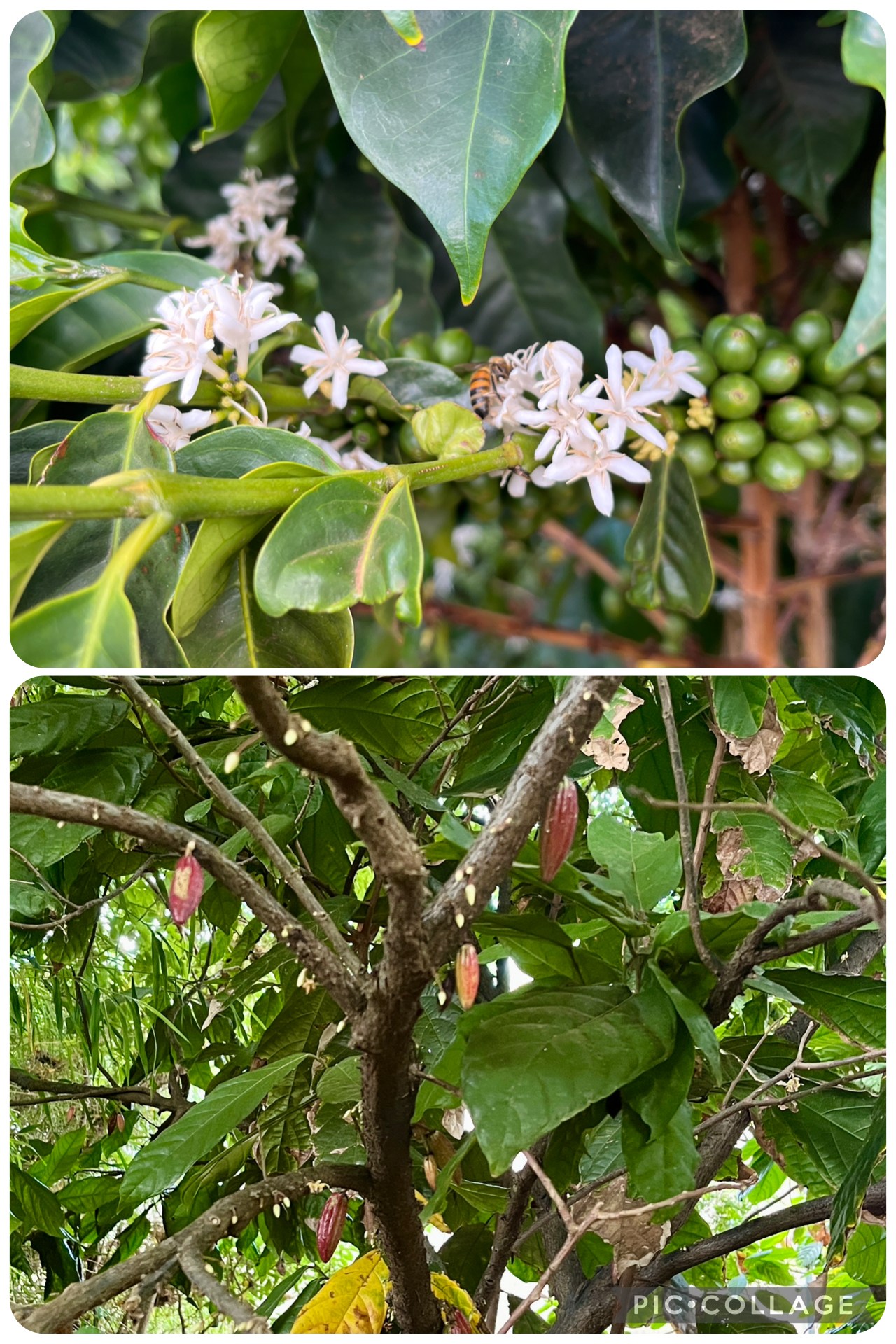 Collage of coffee tree with flowers and cacao tree with pods.